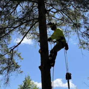 Full Circle Tree Removal