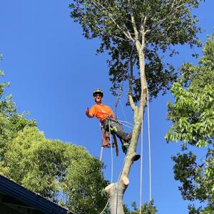 LongView Tree Care
