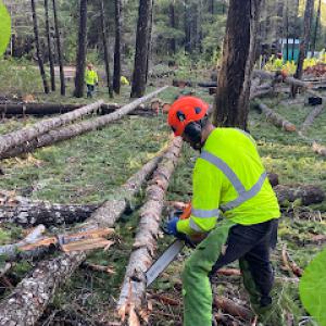 Arborcare Group Inc | The Tree Specialists