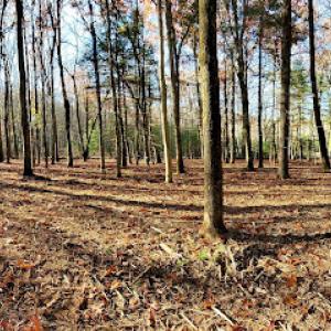 Ground-Up Forestry Mulching