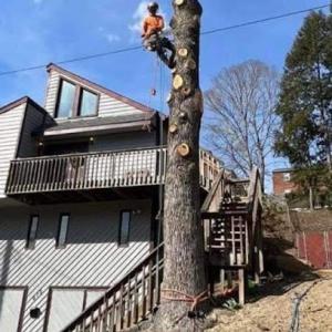 Franks Tree Service