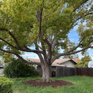 Healthy Roots Arbor Care