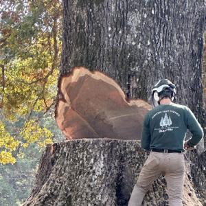 Jericho Tree Service