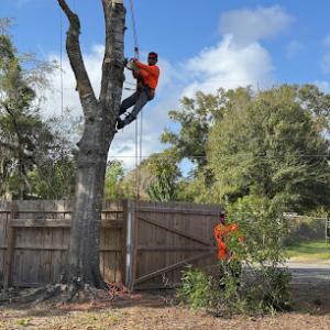 Lady Maria Tree services