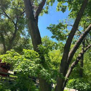 Meadow View Tree Service