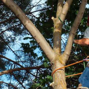 Vazquez Tree Service & Landscape