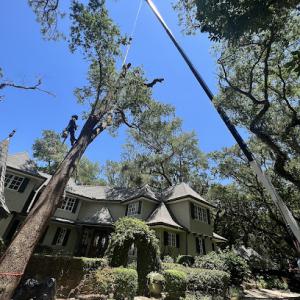 Bayside Tree Service