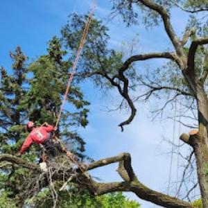 Plus One Tree Service