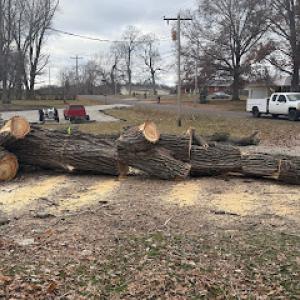 Big Branch Tree Company