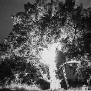 Executive Branch Tree Service