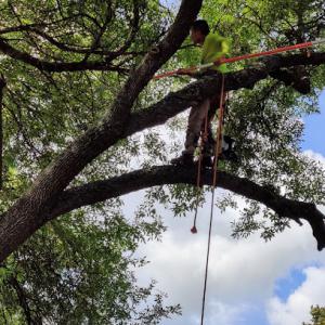 Antonio's Tree Service