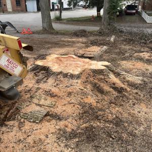 Somerset Stump & Tree Removers