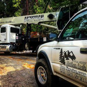 Mother Lode Tree Service .
