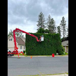 AP Tree Service