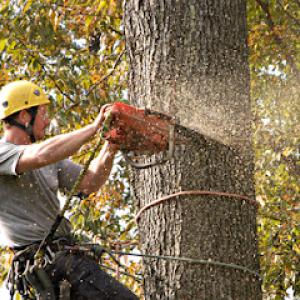 Tall Tree Of Eastern Washington