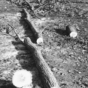 Cortez tree removal & lawn care