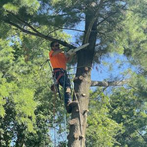 Affordable Tree Services