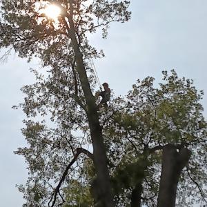 Blue Collar Tree Care