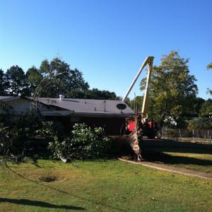 Premier Tree Service