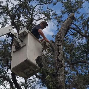 Hobbs Tree Service