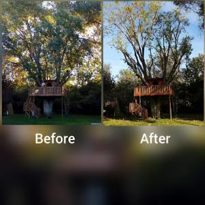 Gavin Tolbert's Tree Service