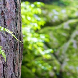 Woody's Tree Service