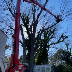 A Atlantic Tree Service