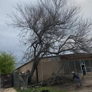 Javier’s Tree Service