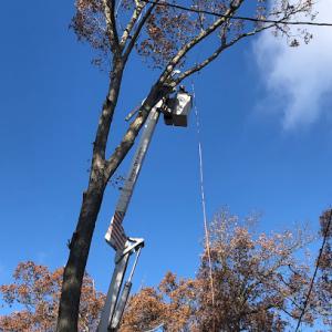 Lake City Tree Service