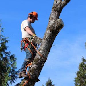 Scott's Tree Service