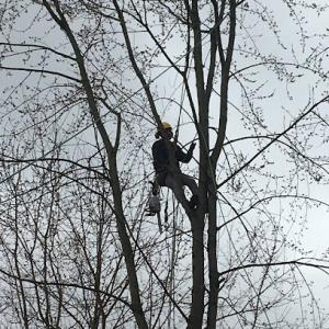 Northern Tree Experts