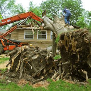 Howell Tree Removal - Waynesville NC