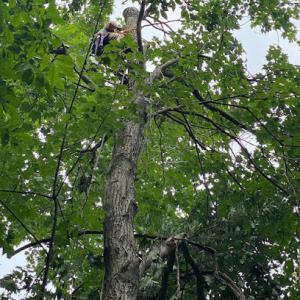 Värsi Tree Service