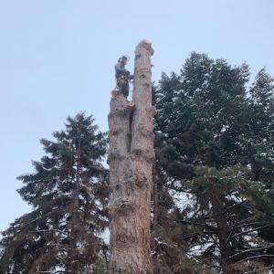 Saddle Rock Tree Service