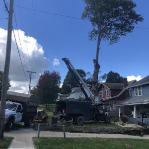 Murphys Affordable Tree Service