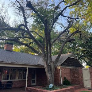 Romero Tree Service