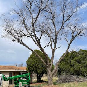Wichita Falls Tree Care & More