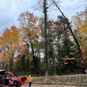 Colonial Tree Service