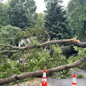 Premier Tree Solutions