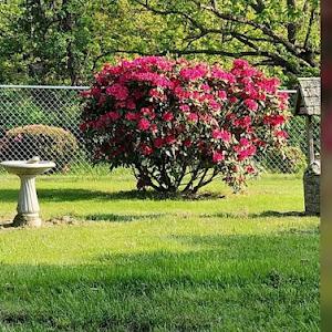 Roberts Complete Tree & Landscaping Services