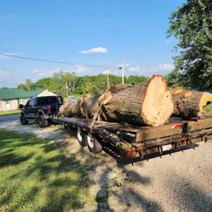 Sonshine Tree Service