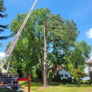 Brad's Tree Service