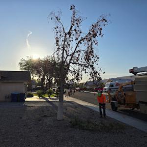 NextLevel Landscape & tree care