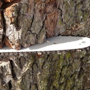 JJ Tree Service
