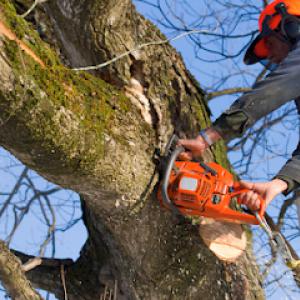 Waite's Tree Service
