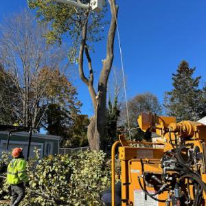 Tree Service Of Metro Boston