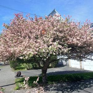 Andrade Tree Service