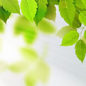 Aaron's Tree Service