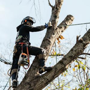 Chippers Tree Service