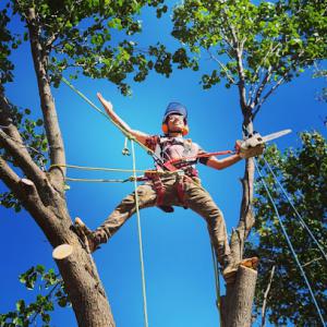 Paul Bunyan Tree Service